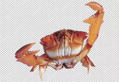crab with orange and brown coloring  transparent