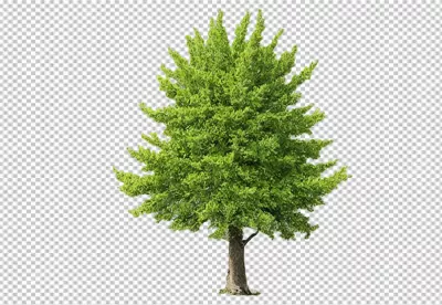 Vibrant Green Deciduous Tree Isolated on White Background for Nature Designs image