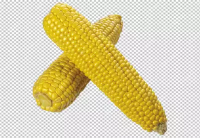 Front view fresh yellow corns on PNG background 