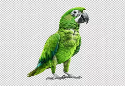 Vibrant Green Parrot Standing Confidently for Exotic Pet Designs image