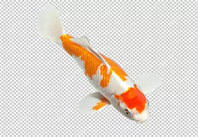 Vibrant Orange and White Koi Fish Swimming Gracefully for Aquatic Designs image