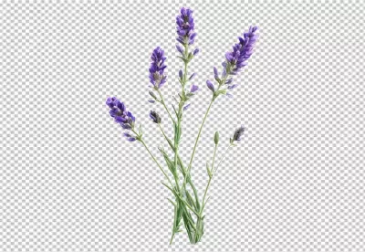 Vibrant Purple Lavender Flowers with Green Stems Isolated on White Background image