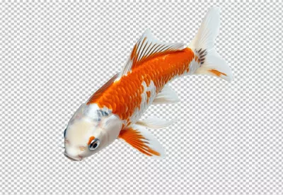 Vibrant Orange and White Koi Fish Swimming Gracefully for Aquatic Designs 7263 image