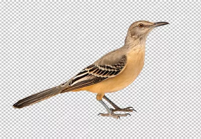 Graceful Brown Mockingbird Perched for Wildlife and Nature Designs image