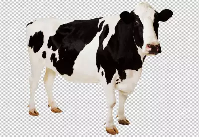 Holstein Friesian on transparent background