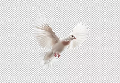 Graceful White Dove Flying Symbol of Peace and Hope image