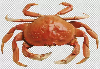 A crab with orange and brown coloring on transparent background