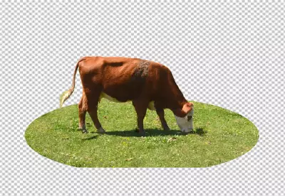 a black and white milk cow on transparent background