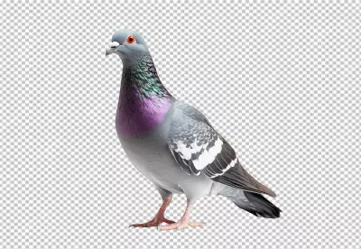 Majestic Standing Pigeon with Vibrant Plumage PNG Image image