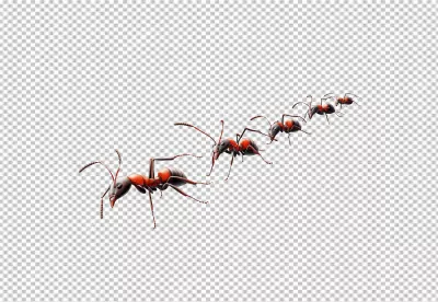 Realistic Red and Black Ants Marching in a Line PNG Cutout for Design image