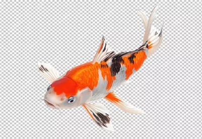 Vibrant Swimming Koi Fish with Detailed Orange, White, and Black Scales image