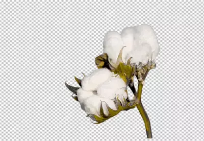 Closeup of cotton plant transparent BG