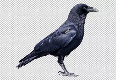 Majestic Black Crow Standing Proudly Observing its Environment image