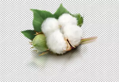 Fluffy cotton plant with buds