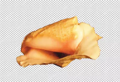 Stunning conch shell transparent background 