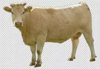 Cow transparent background realistic elementon transparent PNG