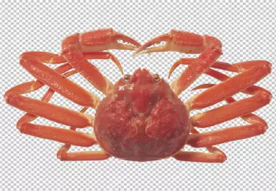 Crab transparent background PNG