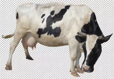 Photorealistic view of cows grazing in nature PNG
