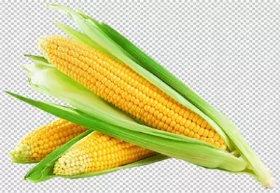 Two ears of fresh corns PNG