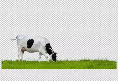 Cow on ground transparent background png