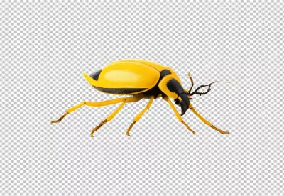 Striking Yellow and Black Leaf Beetle Side Profile on White Background for Nature Studies image