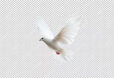 Majestic White Dove in Graceful Flight: High-Quality PNG Cutout for Design image