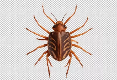 High-Resolution Overhead View of an Isolated Brown Striped Beetle-Like Insect Specimen image