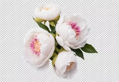 Lush White Peony Bouquet with Pink and Yellow Accents on White Background image