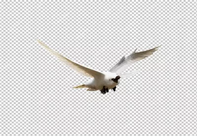 Graceful White Tern Soaring with Wings Spread on Transparent Background image