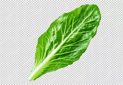 Vibrant Fresh Green Leaf Close-up Detailed Organic Healthy Vegetable PNG Stock Image image