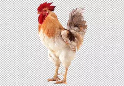 Colorful Realistic Rooster