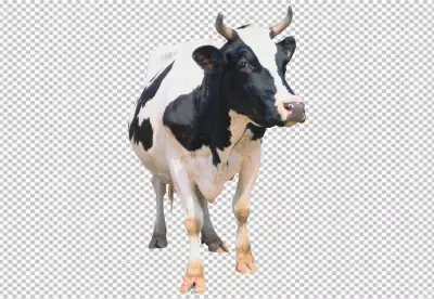  cow with a black and white face and a brown background