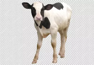 black and white milk cow on transparent background