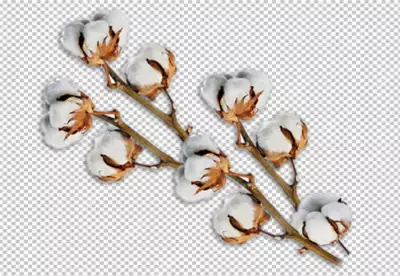Fluffy cotton plant with buds PNG