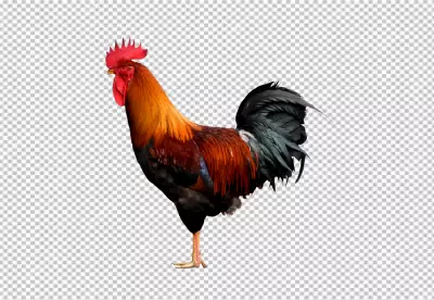 Close up on beautiful chicken PNG BG
