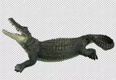 Dwarf Caiman Crocodile on white background