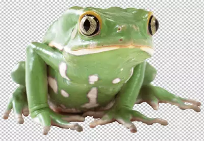 A green frog sitting and looking forward