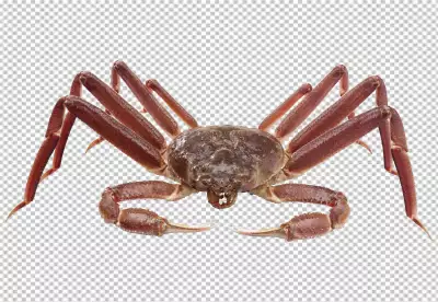 Red crab and its on transparent