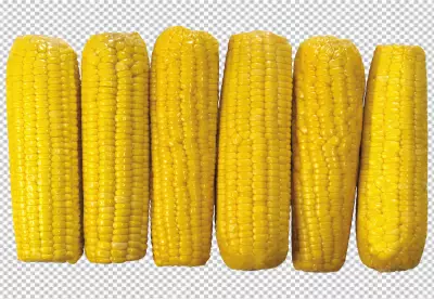 A solitary baby corn isolated on transparent