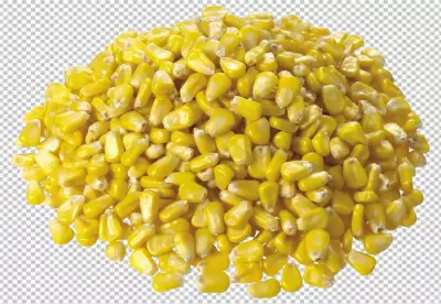 Corn open transparent background 