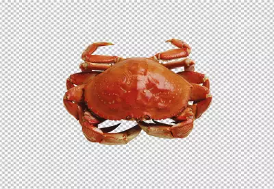 dolphin lobster crab and shrimp PNG