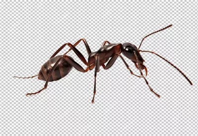Detailed Dark Ant Macro Close-up PNG Cutout for Nature Designs image