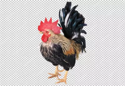 bantam rooster with red head yellow beak blue feather and visible