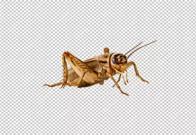 brown stripes on its body Cricket insect white background