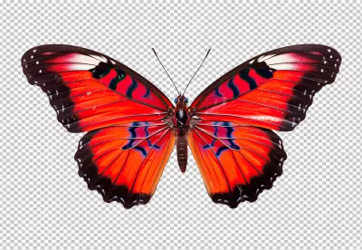 Vibrant Red Exotic Butterfly PNG Cutout with Detailed Wings for Creative Projects image