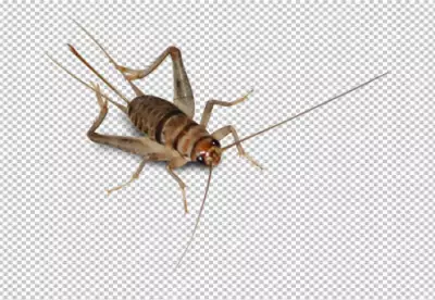 Brown or black cricket insect PNG background