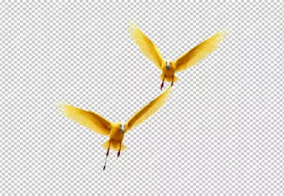 Pair of Golden Feathered Birds Soaring Gracefully on White Background image
