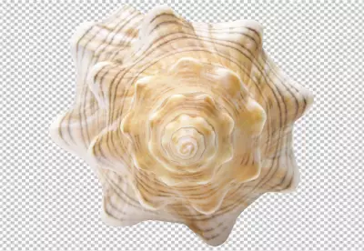 PNG Summer with shells