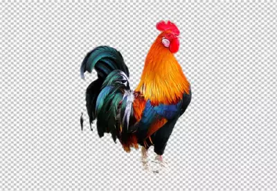 Colored rooster