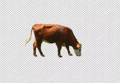 A cow is standing on a transparent background with PNG